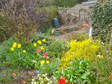 Rent Free: Vegetable plot in Yeovil, off Hendford Hill