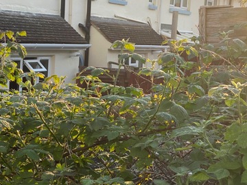 Rent Free: Large area of garden for rent
