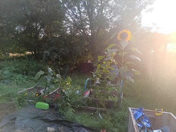 Rent Free:  Sunny allotment space in Hertford 