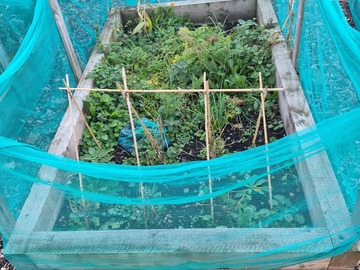 Rent Free: Small plots in a communal garden in Clapham 