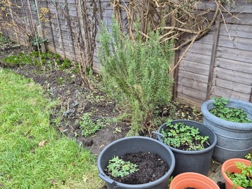 Rent Free: Back garden in Kingston