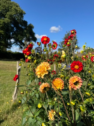 Extra large plot with raised beds