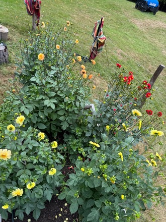 Extra large plot with raised beds