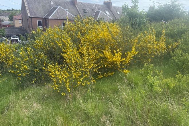 Sunny garden in Penicuik 