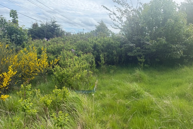 Sunny garden in Penicuik 