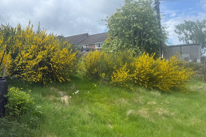 Sunny garden in Penicuik 