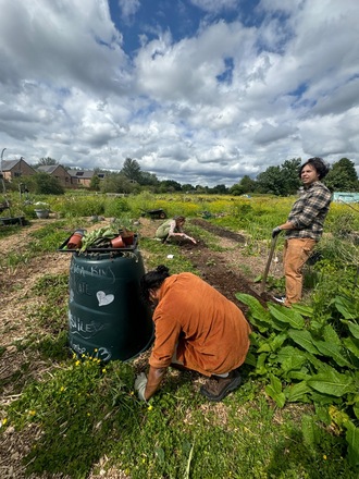 Rent a Small piece of Marbury Road edible Garden