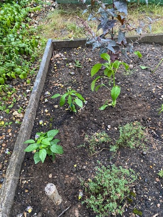 Partial use of terraced garden next to Bostall Woods