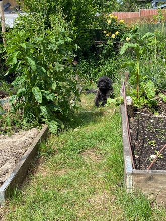 Partial use of terraced garden next to Bostall Woods