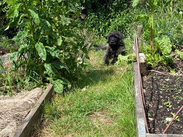 Rent Free: Partial use of terraced garden next to Bostall Woods