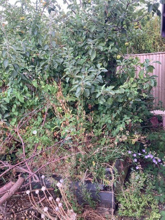 Wonderful garden space in Farnham, Surrey