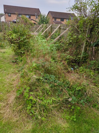 Vegetable garden 