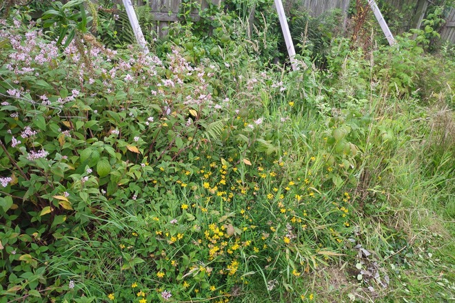 Vegetable garden 