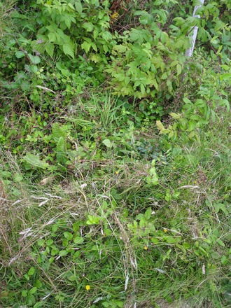 Vegetable garden 