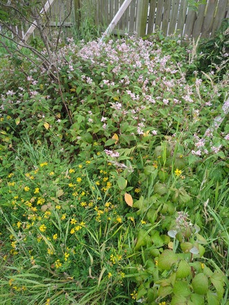 Vegetable garden 