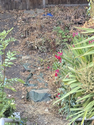 Hackney Clapton small allotment garden rental