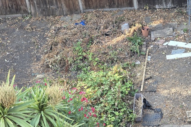 Hackney Clapton small allotment garden rental