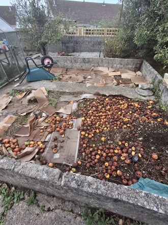 Renovation & use of an established veg plot
