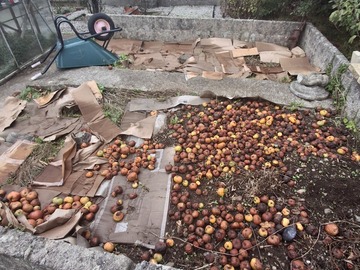 Rent Free: Renovation & use of an established veg plot