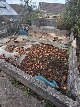 Renovation & use of an established veg plot