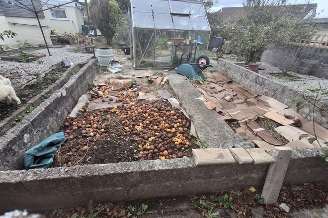 Renovation & use of an established veg plot