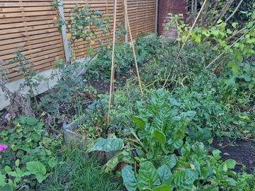 Rent Free: Back garden in Kingston upon Thames