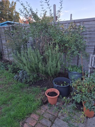 Back garden in Kingston upon Thames