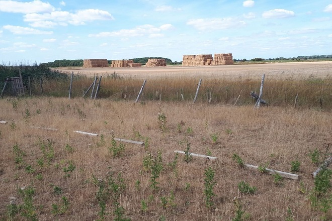 Jjeb Fen allotments and camping
